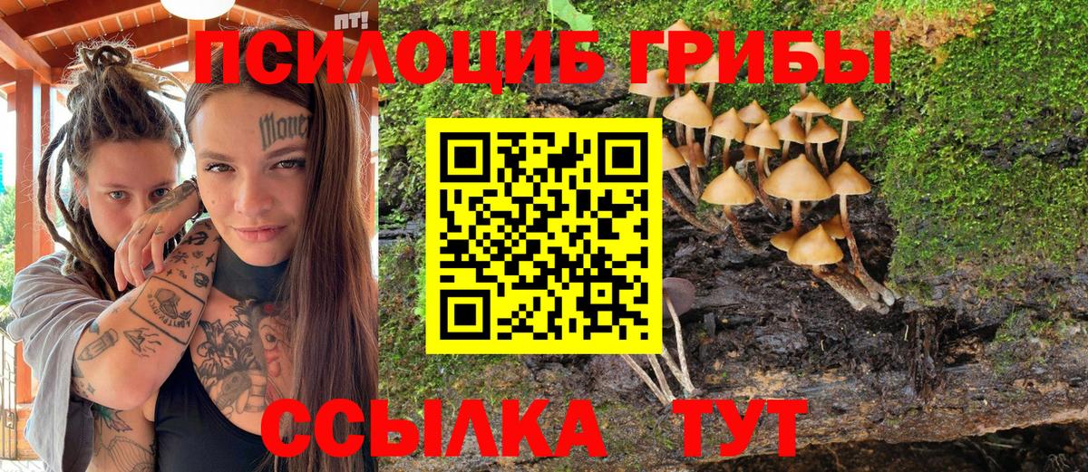 Псилоцибиновые грибы Psilocybe Губкинский